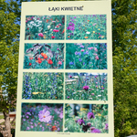 Otwarta przestrzeń parkowa. Duża tablica informacyjna ze zdjęciami kwiatów. 